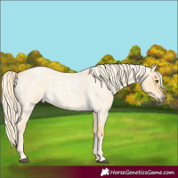 Horse Color:Palomino Roan Dun 