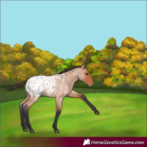 Horse Color:Bay Roan Appaloosa 