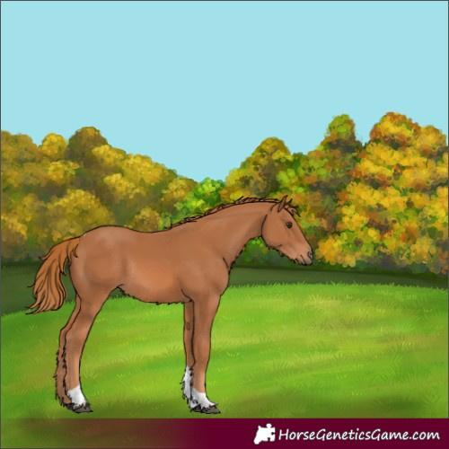 Horse Color:Chestnut Tobiano Rabicano 