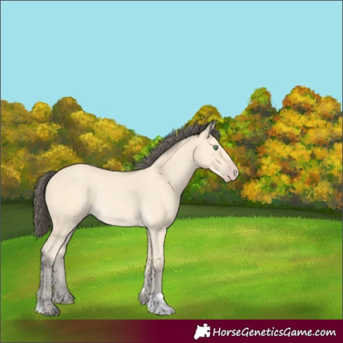 Horse Color:Amber Cream Champagne Rabicano
