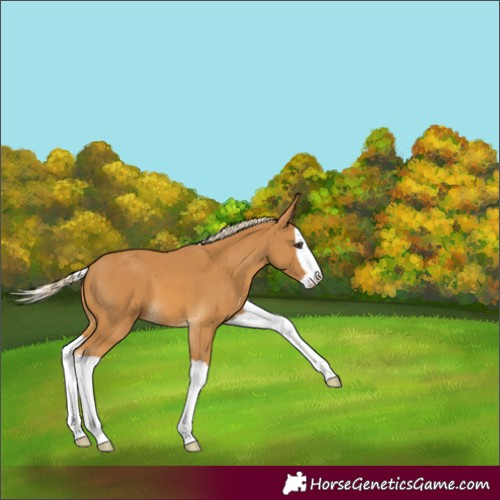 Horse Color:Palomino Splash