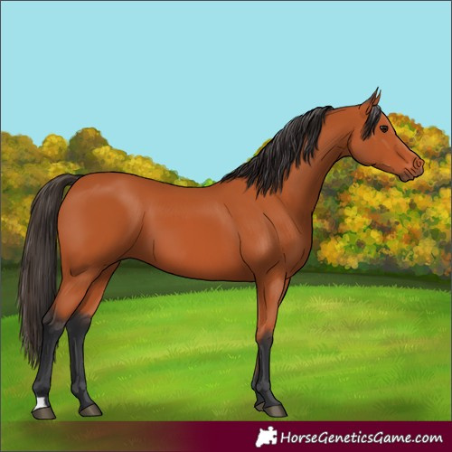 Horse Color:Bay 