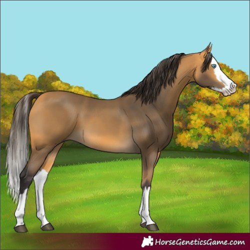 Horse Color:Buckskin Splash 