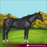 Horse Color:Black 