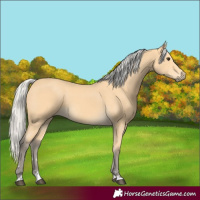 Horse Color:Silver Buckskin 