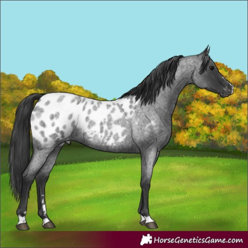Horse Color:Blue Roan Appaloosa Rabicano 