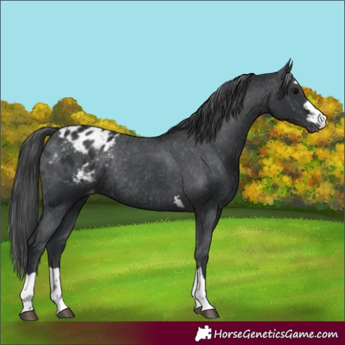 Horse Color:Black Appaloosa Rabicano 