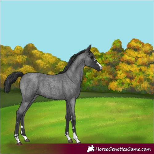 Horse Color:Blue Roan 