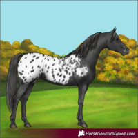 Horse Color:Black Appaloosa Rabicano 