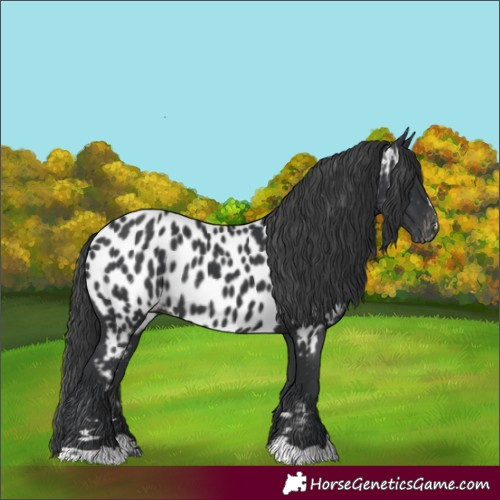 Horse Color:Black Appaloosa Rabicano 