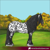 Horse Color:Black Appaloosa Rabicano 
