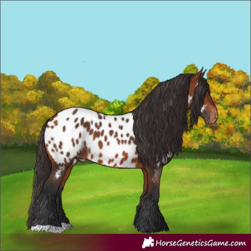 Horse Color:Bay Appaloosa 