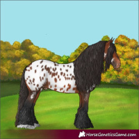 Horse Color:Bay Appaloosa 