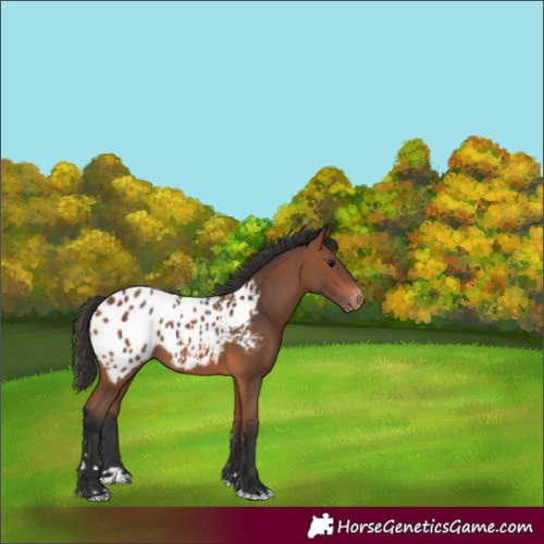 Horse Color:Bay Appaloosa 