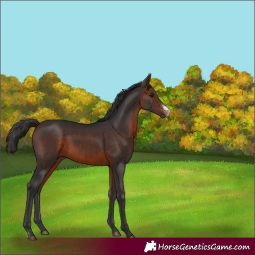 Horse Color:Brown Sabino Rabicano 