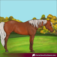 Horse Color:Silver Bay