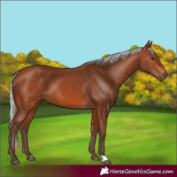 Horse Color:Silver Bay