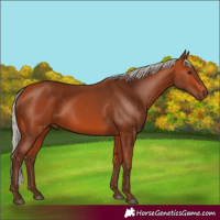 Horse Color:Silver Bay 