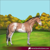 Horse Color:White Spotted Bay Sabino Frame 