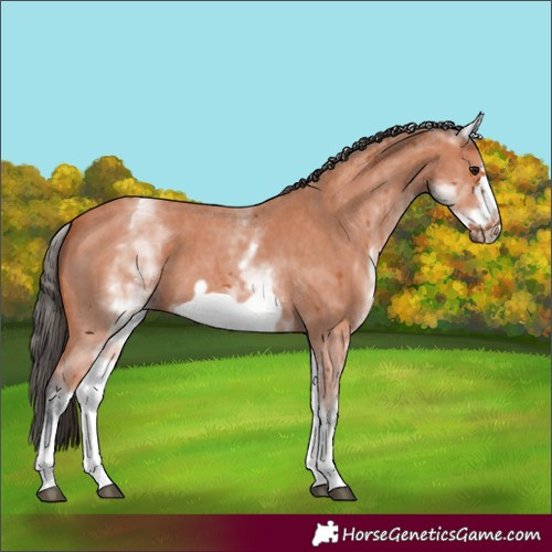 Horse Color:White Spotted Bay Sabino Frame 