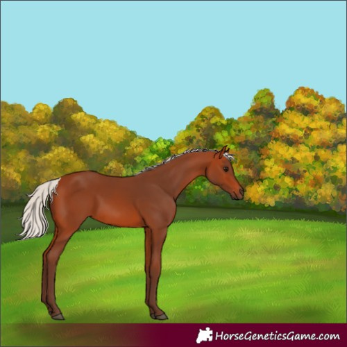 Horse Color:Silver Bay 