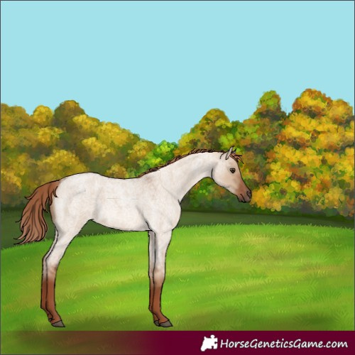 Horse Color:Red Dun Roan