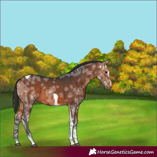 Horse Color:Bay Ice Tobiano 