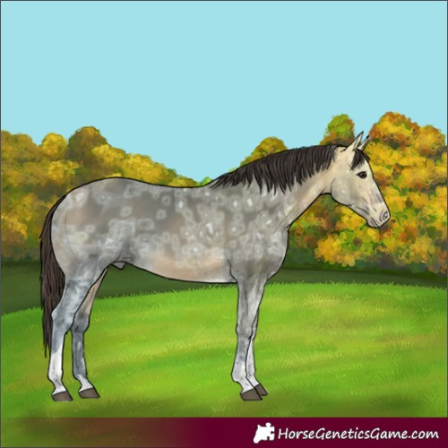 Horse Color:Buckskin Ice Tobiano