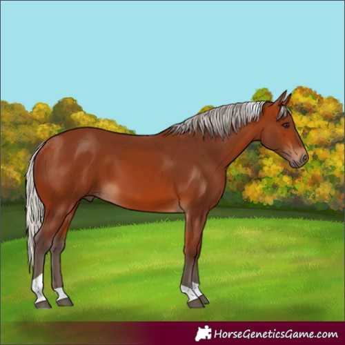 Horse Color:Silver Bay Tobiano 