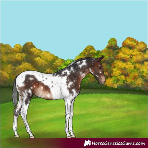 Horse Color:White Spotted Brown Tobiano Appaloosa