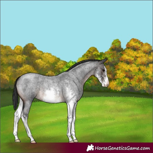 Horse Color:Brown Roan Sabino 