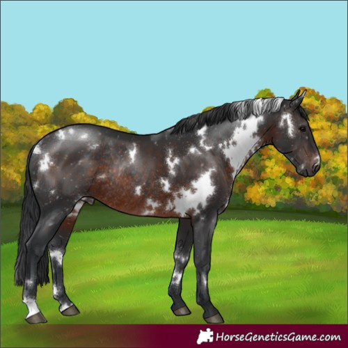 Horse Color:White Spotted Brown Rabicano 