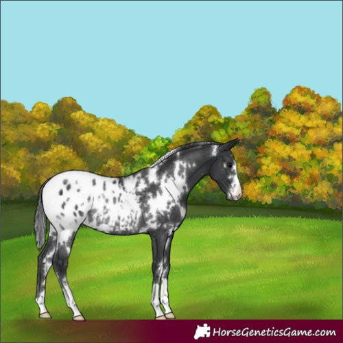 Horse Color:White Spotted Black Appaloosa Rabicano 