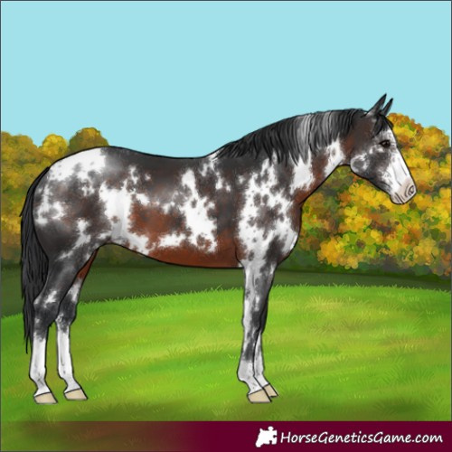 Horse Color:White Spotted Brown Sabino