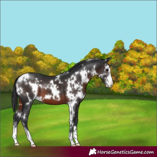 Horse Color:White Spotted Brown Sabino 