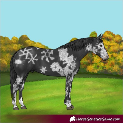 Horse Color:Black Ice 