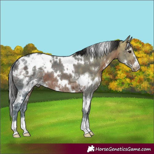 Horse Color:White Spotted Brown Ice Appaloosa 