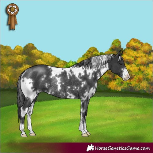 Horse Color:White Spotted Black Sabino Rabicano