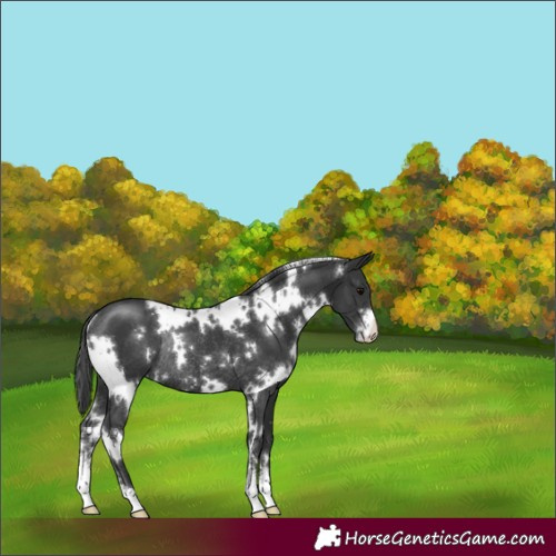 Horse Color:White Spotted Black Sabino Rabicano 