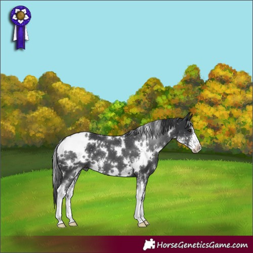 Horse Color:White Spotted Black Sabino 
