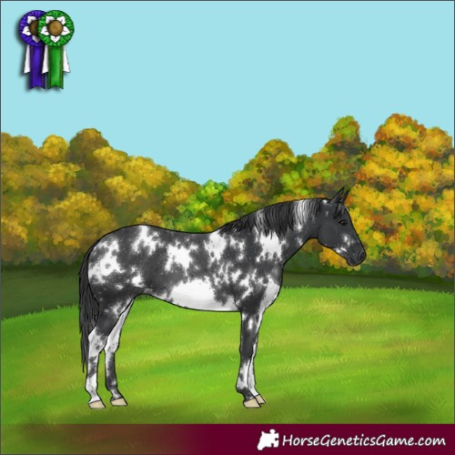 Horse Color:White Spotted Black