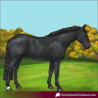 Horse Color:Black 