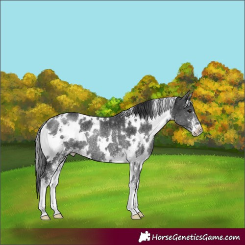 Horse Color:White Spotted Black Sabino Rabicano 