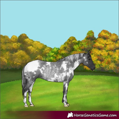 Horse Color:White Spotted Blue Roan Rabicano