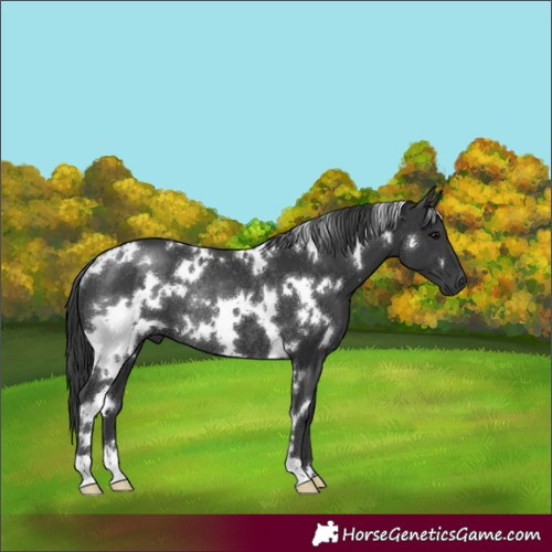 Horse Color:Unknown 