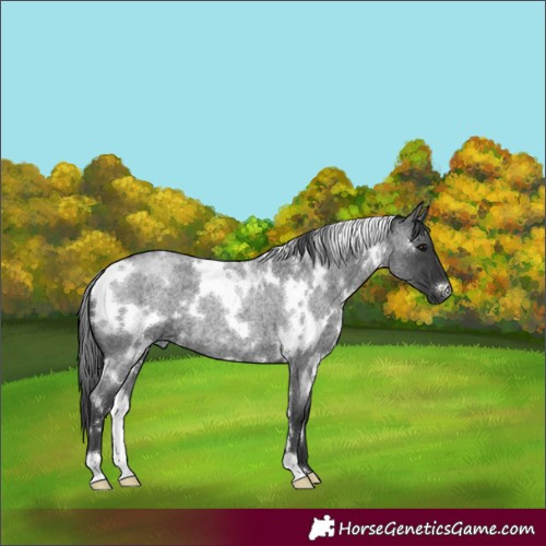 Horse Color:White Spotted Blue Roan 