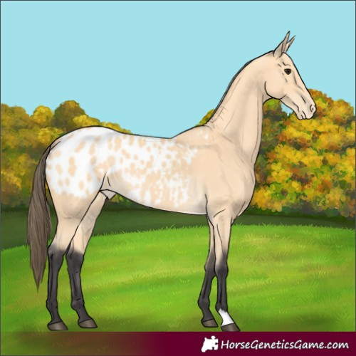 Horse Color:Buckskin Appaloosa