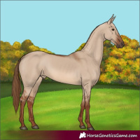 Horse Color:Red Dun 