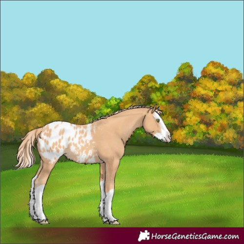 Horse Color:Unknown 