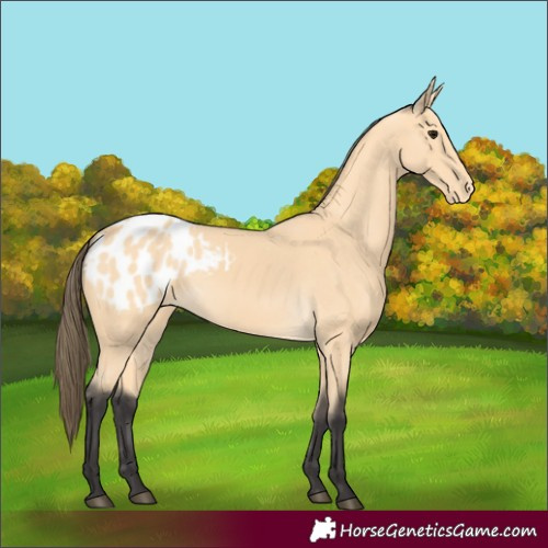 Horse Color:Buckskin Appaloosa 